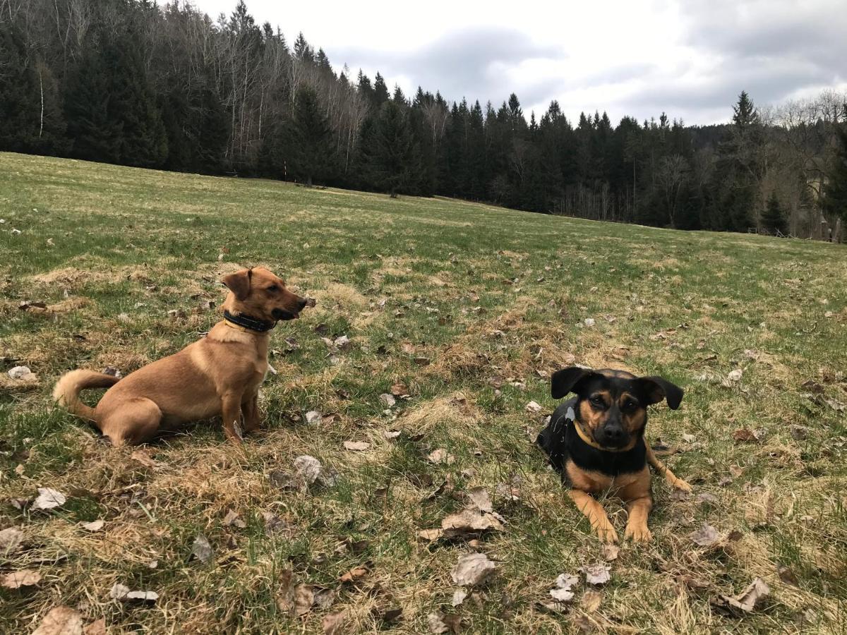 Horska Chata Na Brcalniku V Srdci Sumavy Zelezna Ruda Exterior photo